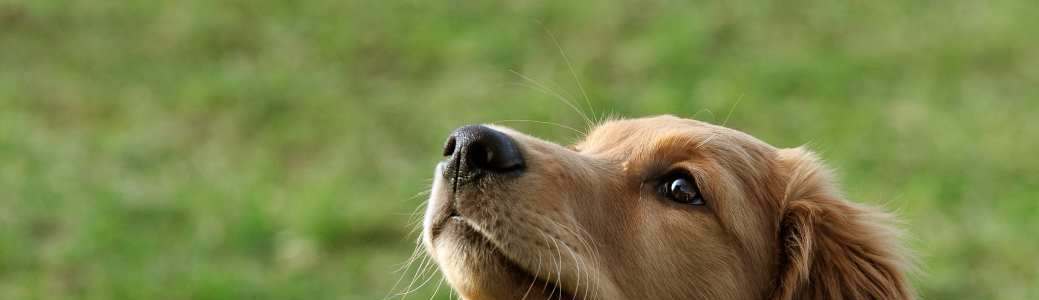 Hundeschule Robertz Hundeschule Slider 1